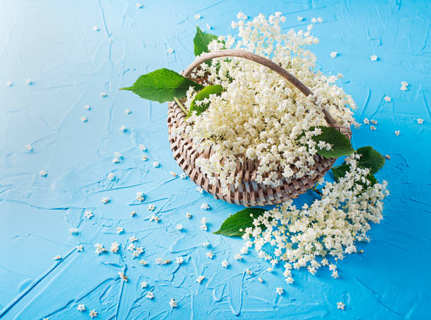 istock Elder flower picked in basket 1498322890