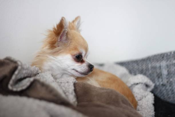 istock Rainy the chihuahua 1498323483