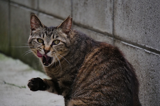 Image of a tabby cat licking around its mouth