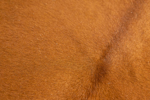 istock fur cow leather texture background. Cattle hides, showcase in the store. 1498323986