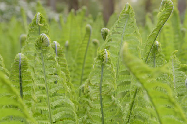 istock Ostrich Fern - True. Also known as Germanica, Matteuccia, Strutiopteris. 1498324077