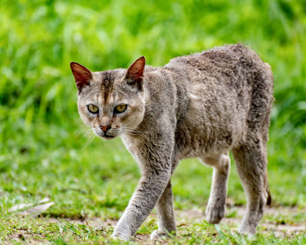 istock Cat walking in the grassland. 1498324414