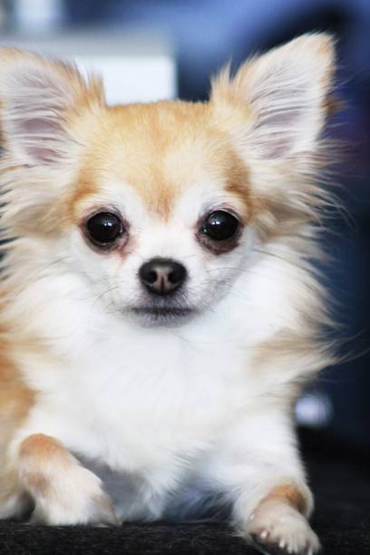 istock Rainy the chihuahua 1498324424