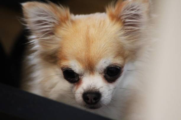 istock Rainy the chihuahua 1498325004