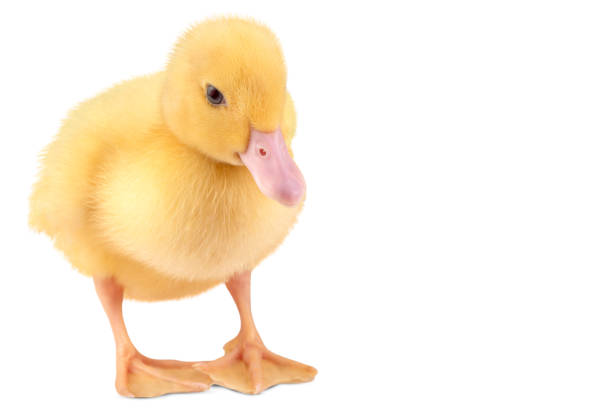 istock Yellow duckling isolated on white background. 1498325030