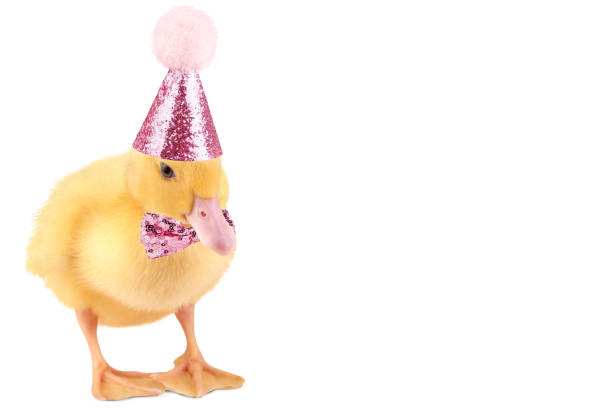 istock Cute duckling in birthday hat isolated on white background. 1498325043