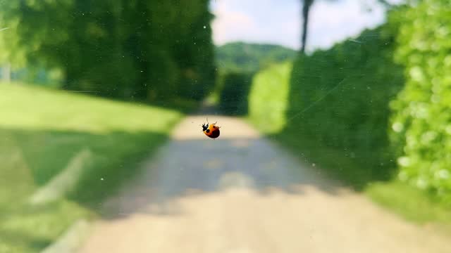 Ladybug Travel on the Windscreen on a Car in a Sunny Summer Day