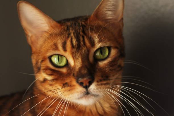 istock A beautiful female bengal cat 1498326552