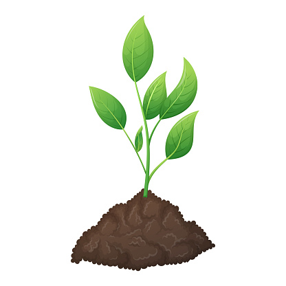 A bunch of fertile black earth soil and a growing green sprout with leaves. The concept of gardening and sowing. Vector isolated cartoon illustration.
