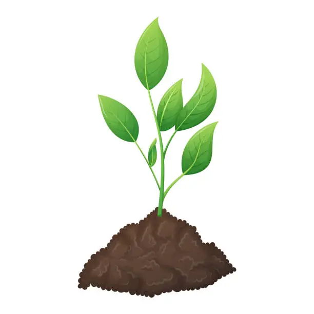 Vector illustration of A bunch of fertile black soil and growing green plant sprout with leaves. The concept of gardening and sowing. Vector isolated cartoon illustration.