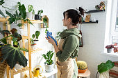 Woman wipes the dust with a rag from the leaves of home potted plants, grown with love on shelves in the interior of the house. Home plant growing, green house, purity and health of plants.