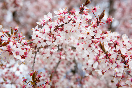 White cherry blossoms in full bloom during spring