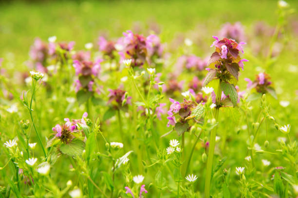 Meadow adorned with lilac dead-nettle plants