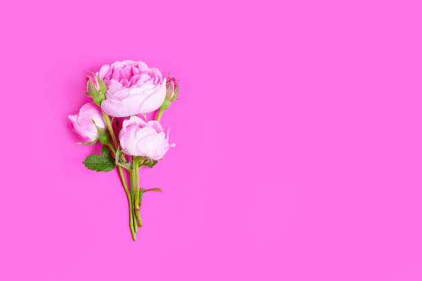 istock Delicate Pink Roses Bouquet Close-up 1498331230