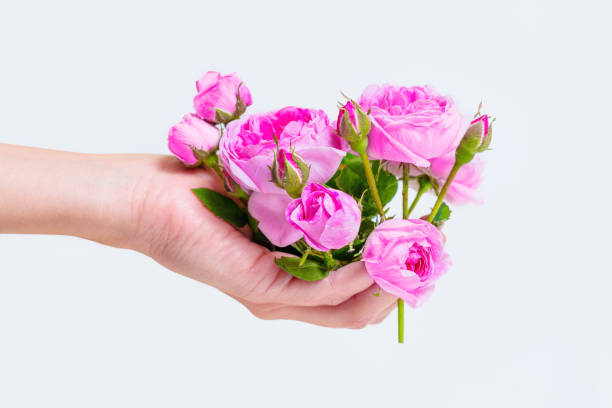 istock Handful of Freshly Cut Miniature Roses on Neutral Background 1498331233