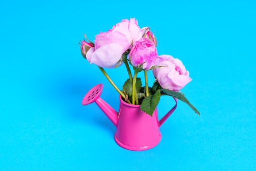 Charming arrangement of delicate roses nestled inside a small pink watering can, set against a serene blue background.