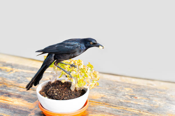 Black bird gracefully perched on a potted plant holding a piece of bread in its beak.