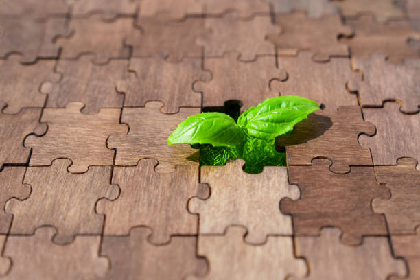 istock Growing Shoot: Young Plant Thrives in an Empty Puzzle Slot 1498331532