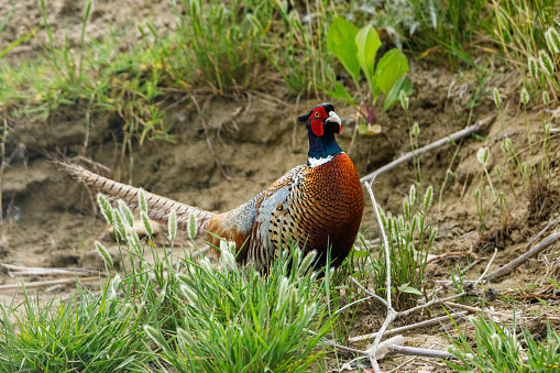 Wild Pheasant in the grassland of the Danube Delta