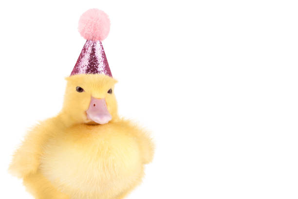 istock Cute duckling in birthday hat isolated on white background. 1498333525