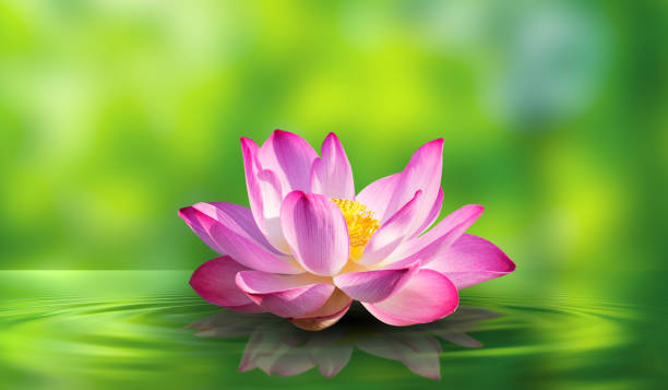 istock lotus white light purple floating light sparkle background 1498333572