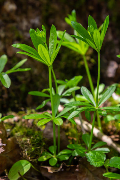 Woodruff covers the ground under the trees galium odoratum.