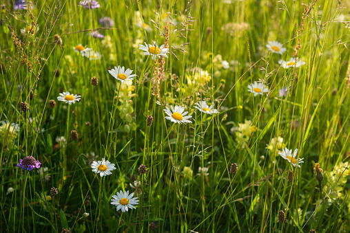 Grass with alpine flowers