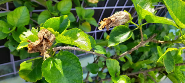 istock hibiscus flowers are withering or dead 1498336362