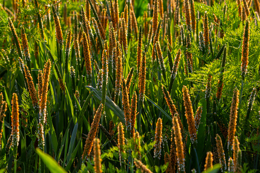 Close up of a meadow of blooming orange Alopecurus aequalis, a common species of grass known as shortawn foxtail or orange foxtail.