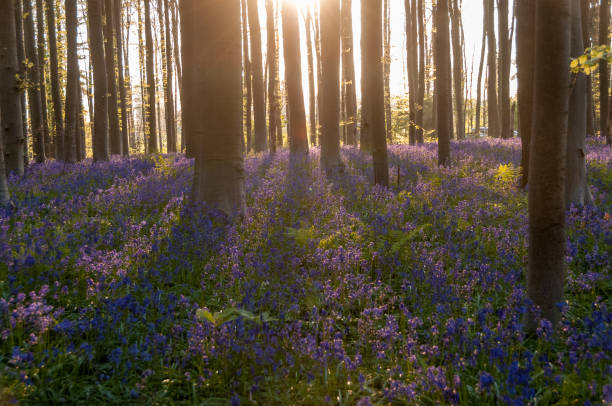 istock Sunrise illuminating bluebells 1498336903