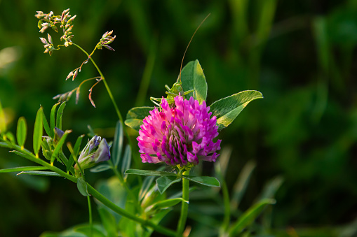Trifolium pratense, red clover. Collect valuable flowers fn the meadow in the summer. Medicinal and honey-bearing plant, fodder and in folk medicine medically sculpted wild herbs.