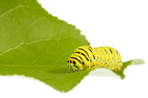 Extreme close up of a Swallowtail caterpillar (Papilio Machaon, Old World swallowtail) resting on a green leaf, isolated on white background.