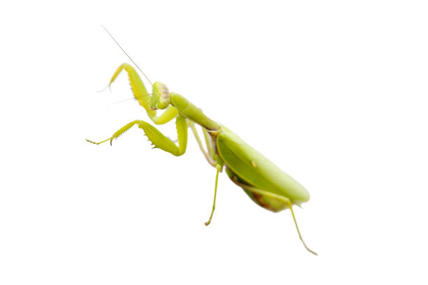 istock Female European Mantis or Praying Mantis, Mantis religiosa, isolated on white background 1498337859