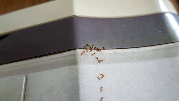 istock Ants are climbing the wall. 1498338088