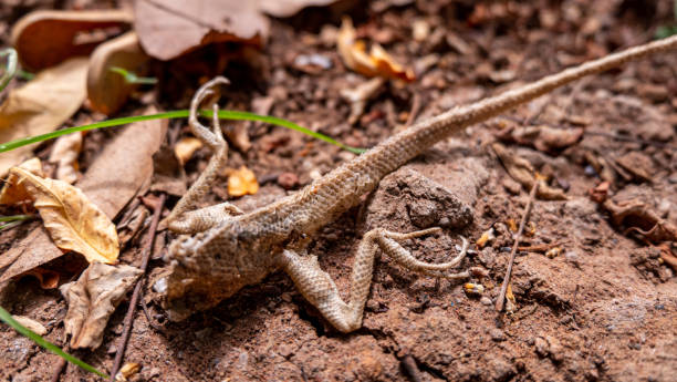 istock Half a lizard's corpse lay on the ground No.3 1498338972