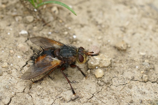 Detailed closeup on a red blakc colored Tachinid fly, Tachina fera, sitting on the ground