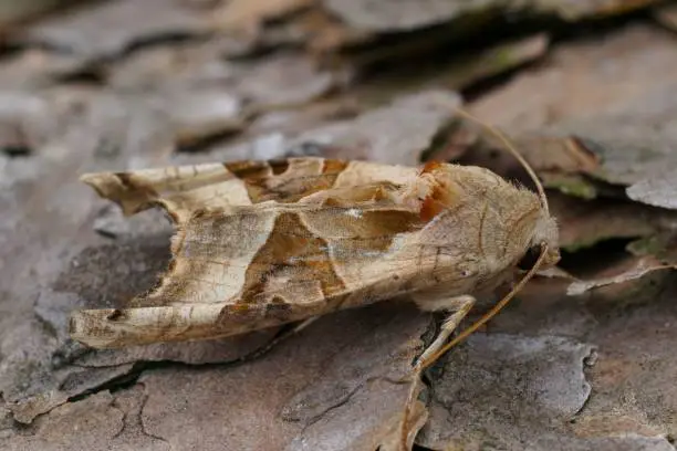 Natural closeup on hte lightbrown Angle Shades owlet moth, Angle Shades sitting on wood