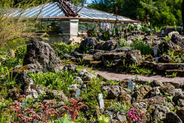 istock Landscaping in the garden 1498340326