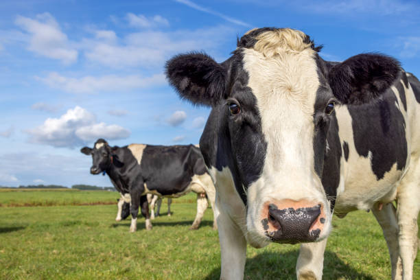 istock Dairy cow coming towards, curious face approaching in a field, black and white and a blue sky 1498340466
