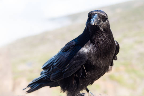 istock Close up portrait of wild Raven 1498340512