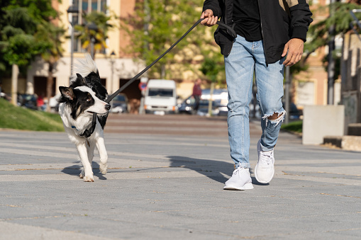 A young Border Collie dog walking through the streets in an urban environment with his owner. He is chewing on the leash and pulls on it.Pictures of pet Border Collie dogs with their owners.