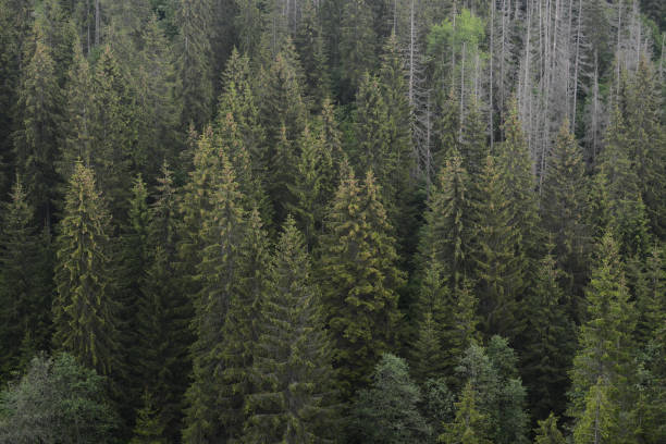 istock Earth tones landsape 1498342667