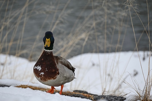 A close up of a mallard duck standing on snow