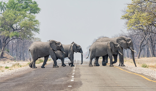 A family herd of elephants crossing the road in the Caprivi Strip, Namibia