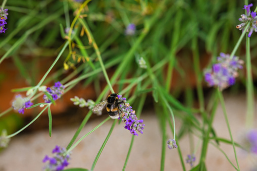 Close up of a bumble bee sitting on a lavender plant in Montauban, Toulouse, South of France.