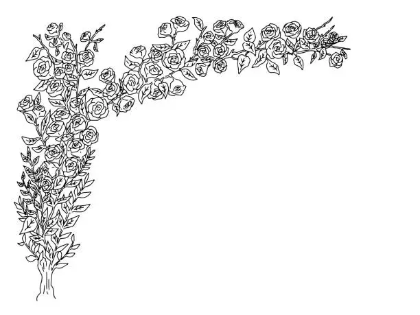 Vector illustration of Line drawing illustration of a natural rose tree