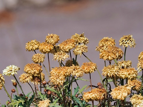 A close up of dried up  yellow flowers on a blurred background