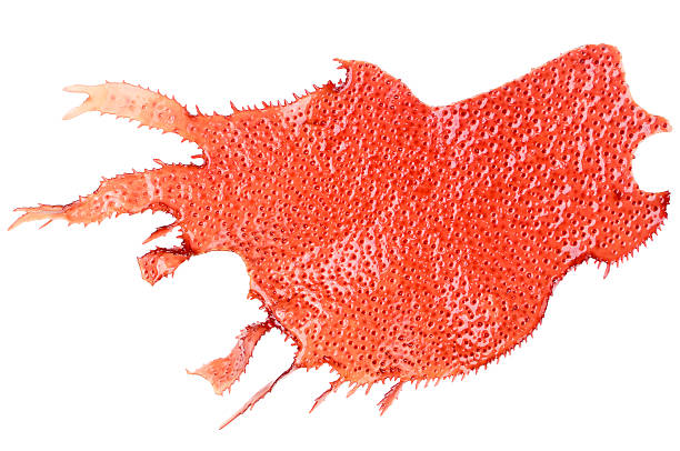 red alg morskich - red seaweed zdjęcia i obrazy z banku zdjęć