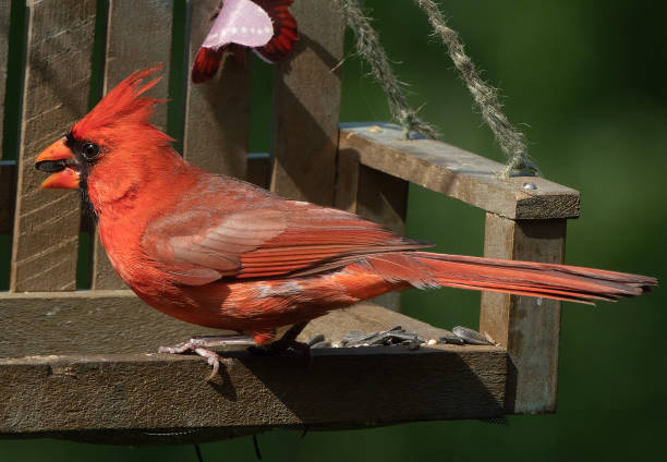 istock A Northern Cardinal on the bird feeder 1498350664