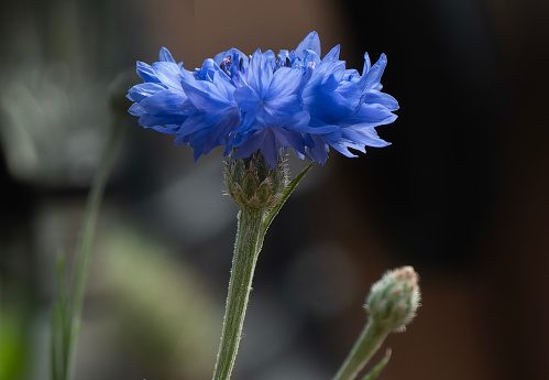 Close-up of a blue flower, a daisy daisy (Nigella damascena) growing outdoors against a green background. The sun shines from the side